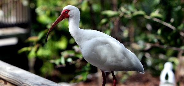 Parrot Jungle Island 28