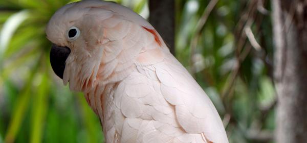 Parrot Jungle Island 39