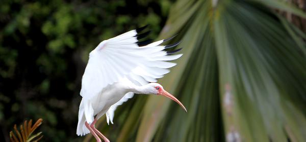 Parrot Jungle Island 42