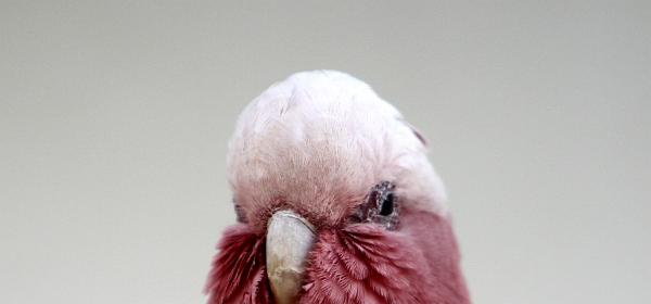 Parrot Jungle Island 58