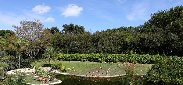 Parrot Jungle Island 62