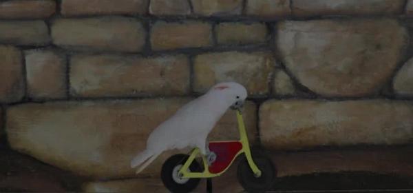 parrot jungle island