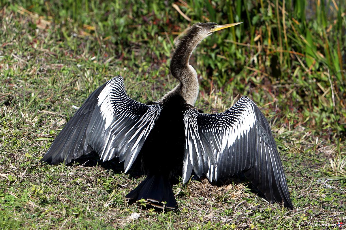 Anhinga Trail