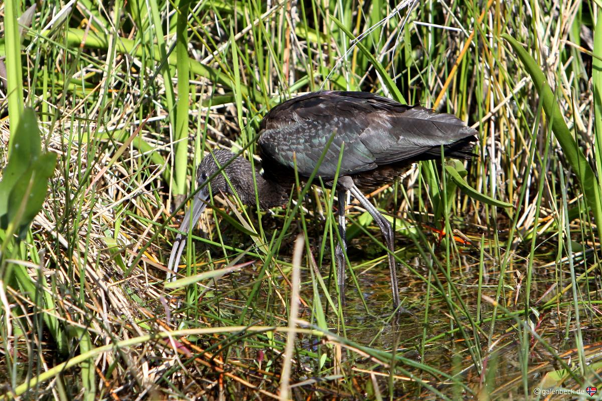 Anhinga Trail