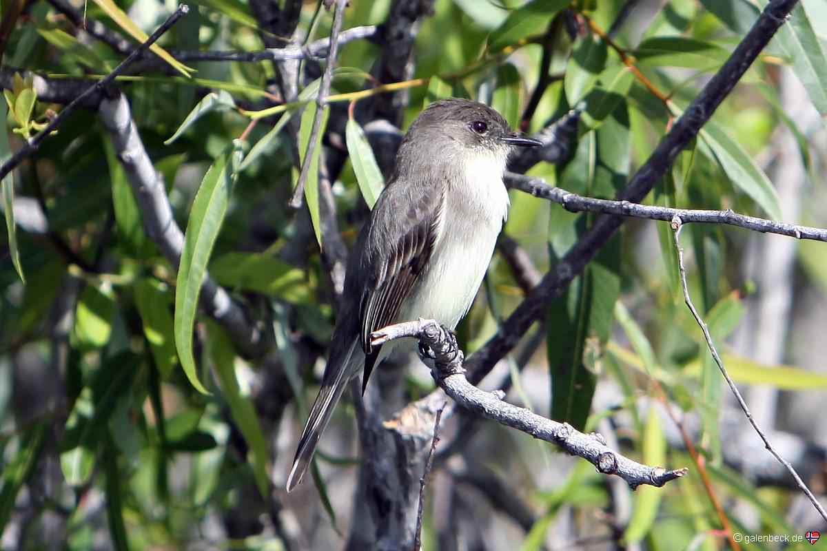 Anhinga Trail