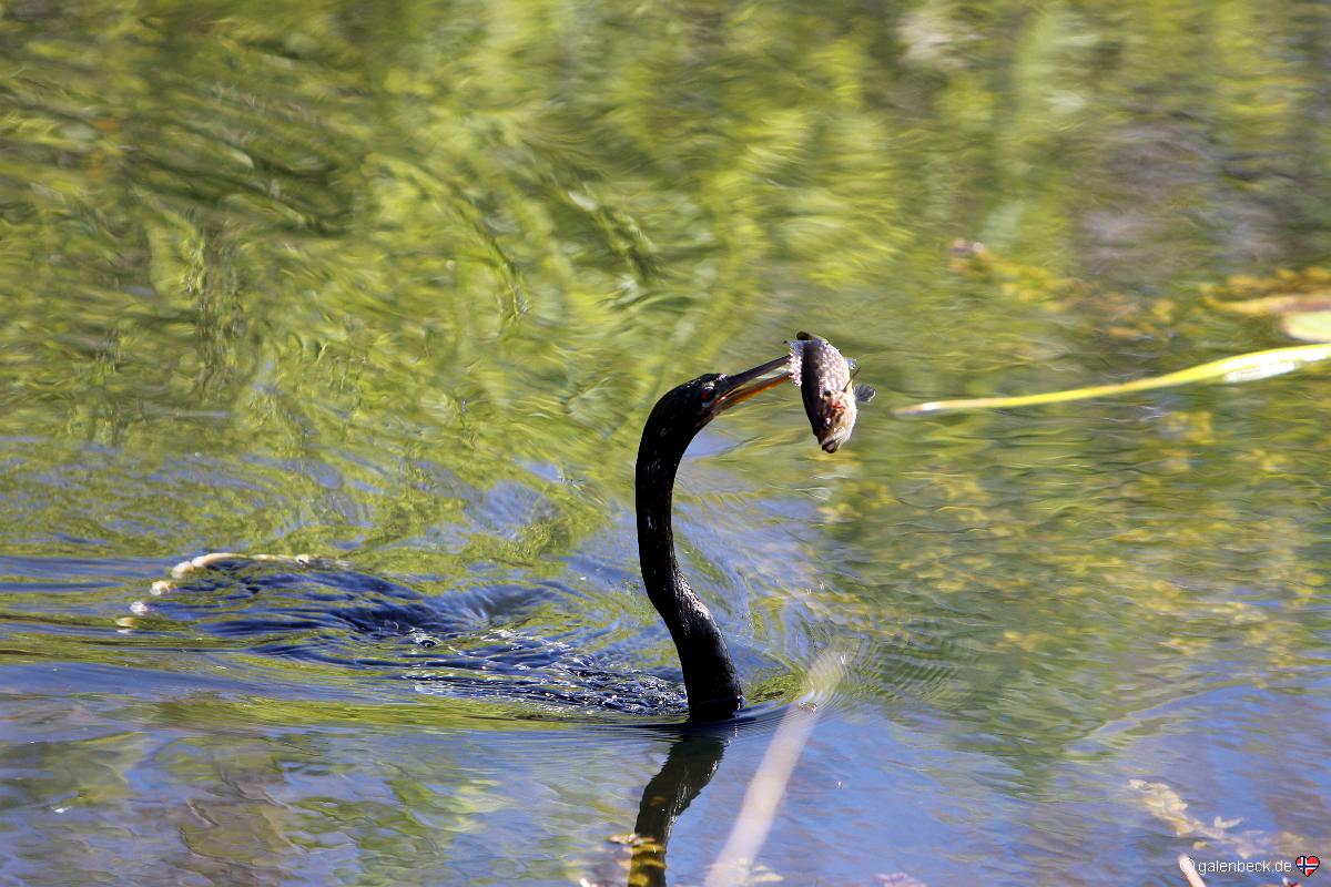 Anhinga Trail