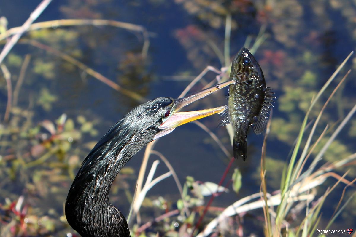 Anhinga Trail