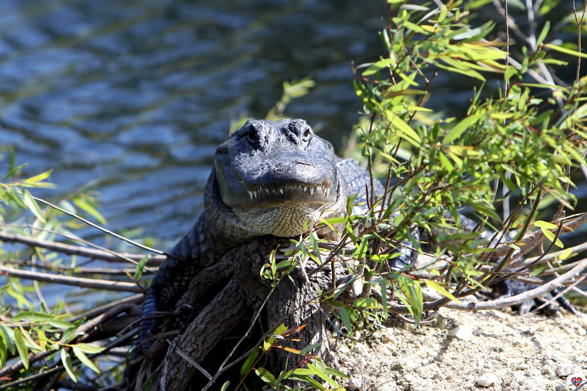 Anhinga Trail