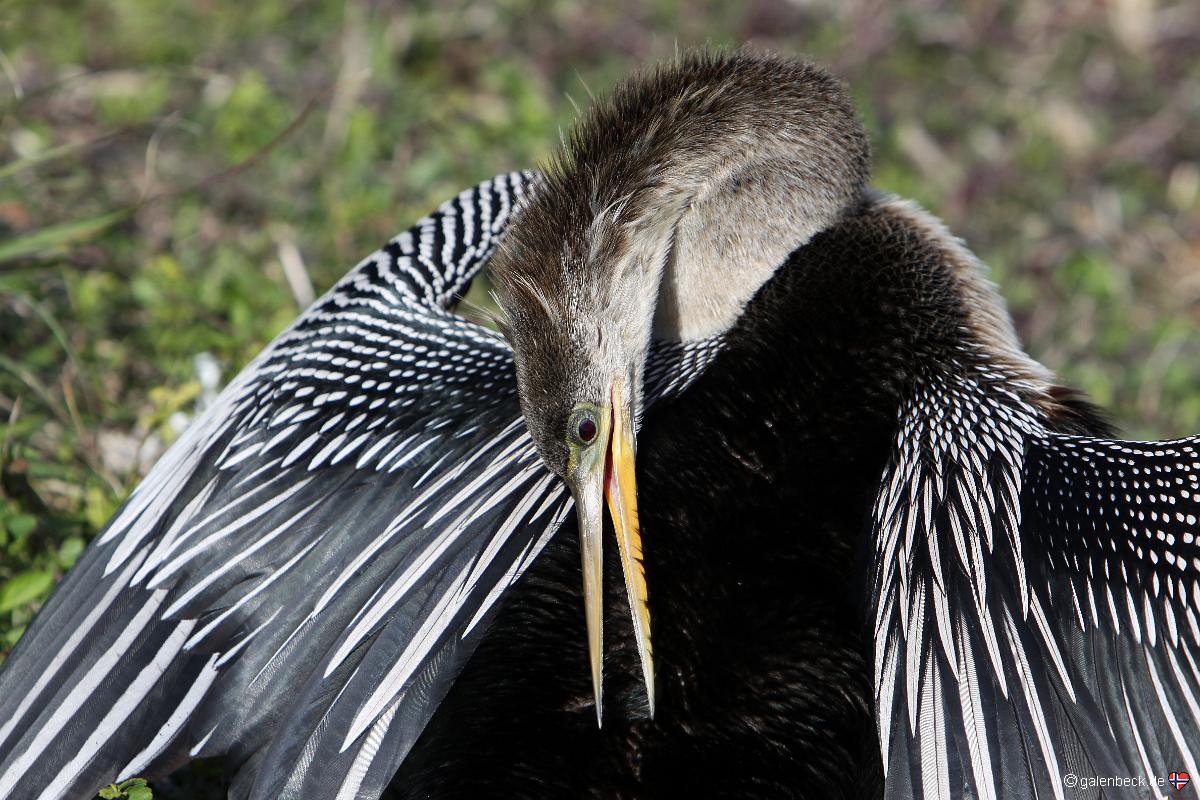 Anhinga Trail