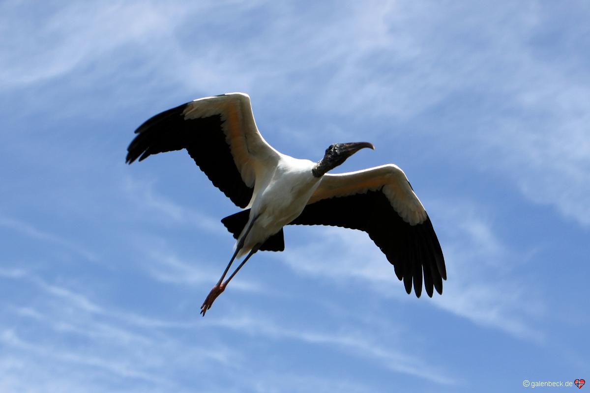 Anhinga Trail
