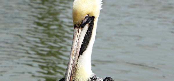Flamingo, Florida, United States