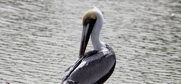 Flamingo, Florida, United States