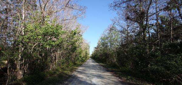Big Cypress National Preserve Janes Memorial Scenic Drive
