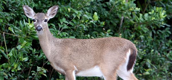 National Key Deer Refuge