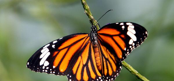 Key West Butterfly and Nature Conservatory