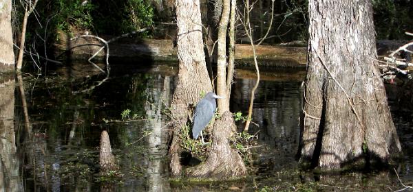 Big Cypress National Preserve Loop Road