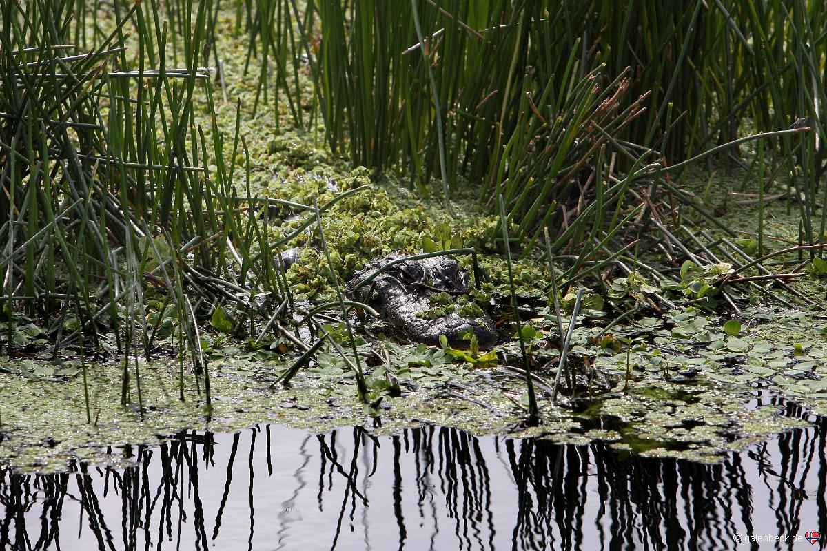 Green Cay Wetlands
