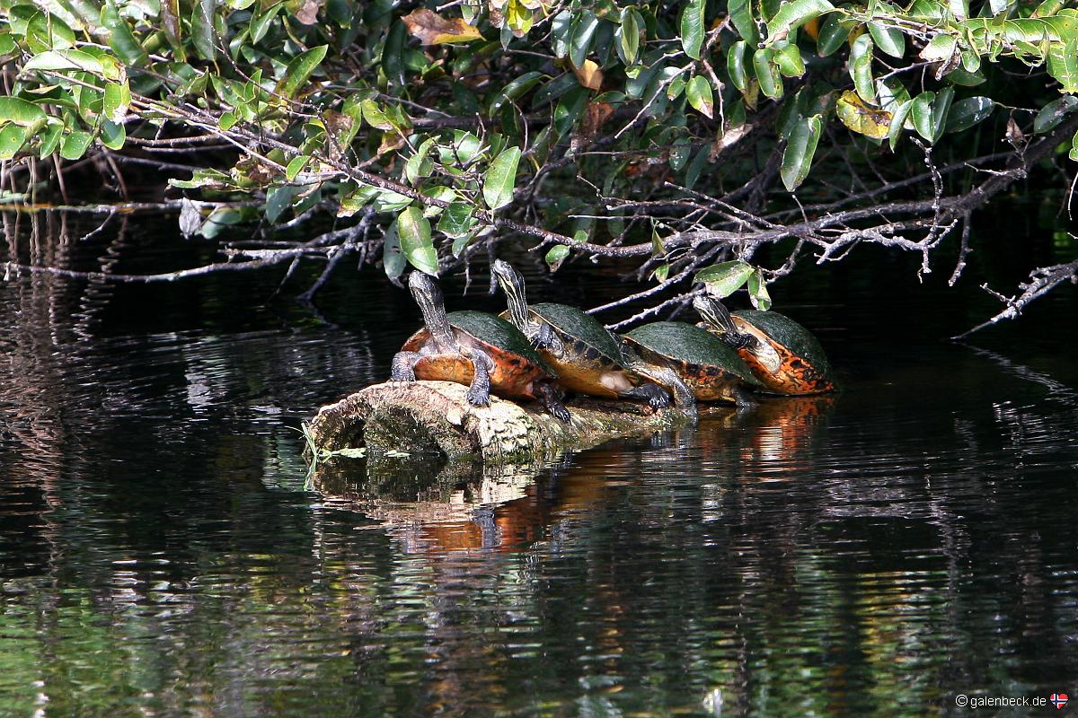 Green Cay Wetlands