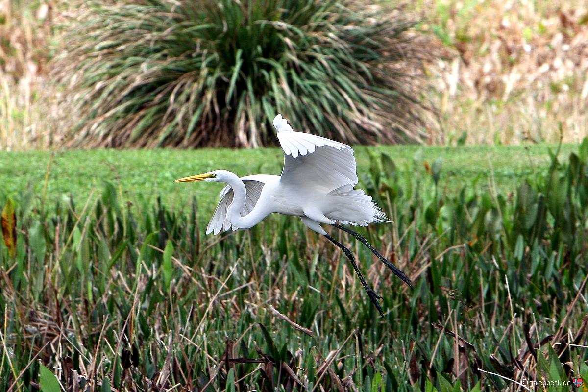 Green Cay Wetlands