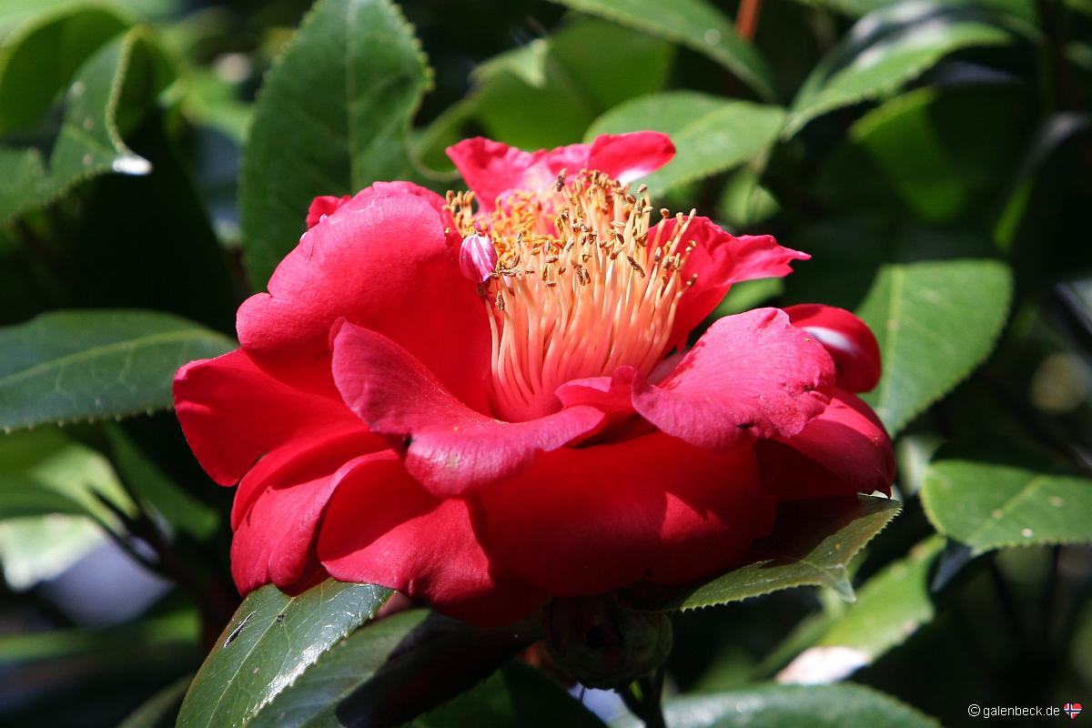Kanapaha Botanical Gardens