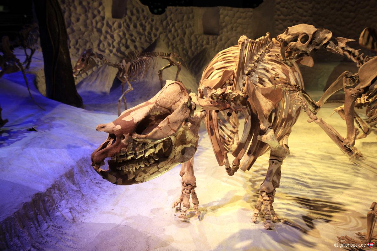 Florida Museum of Natural History