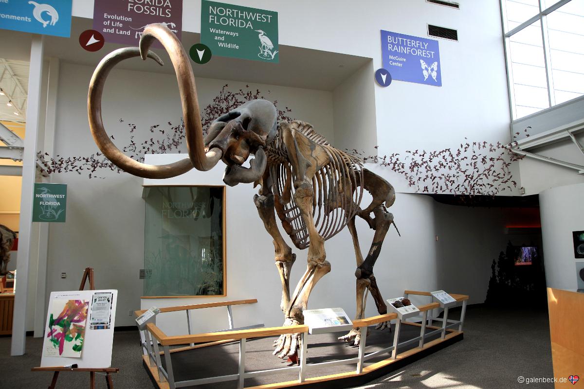 Florida Museum of Natural History