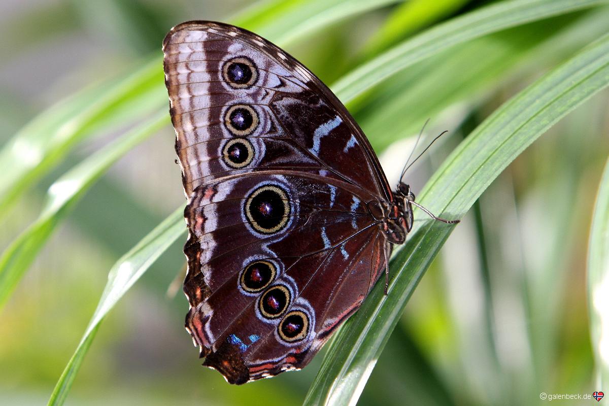 Butterfly Rainforest