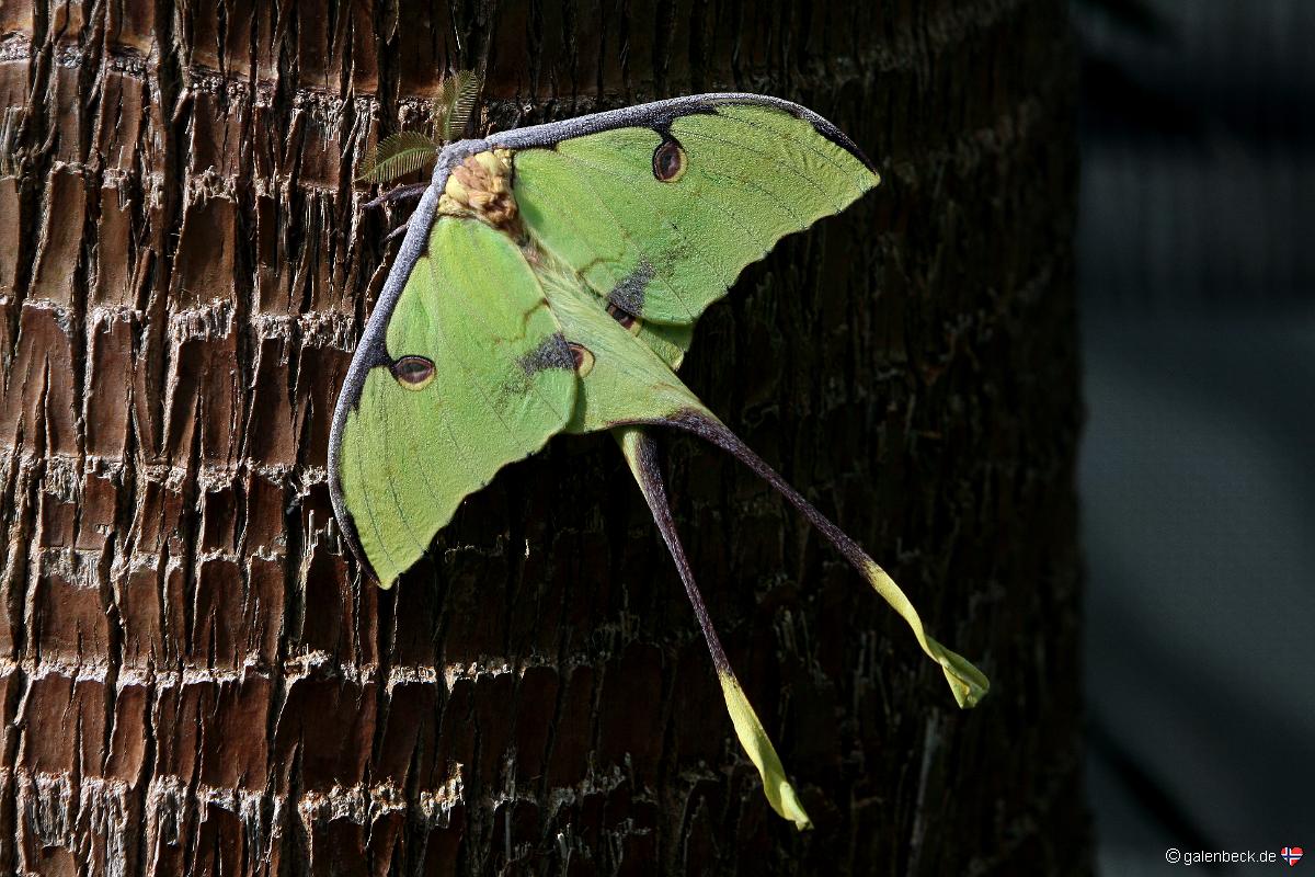 Butterfly Rainforest