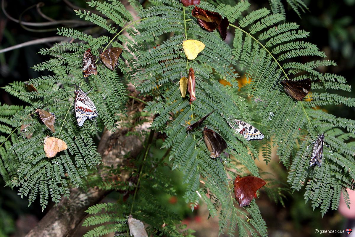 Butterfly Rainforest