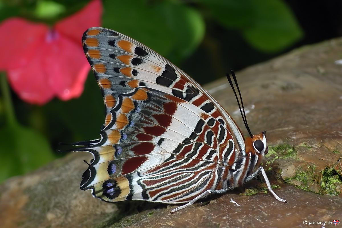 Butterfly Rainforest