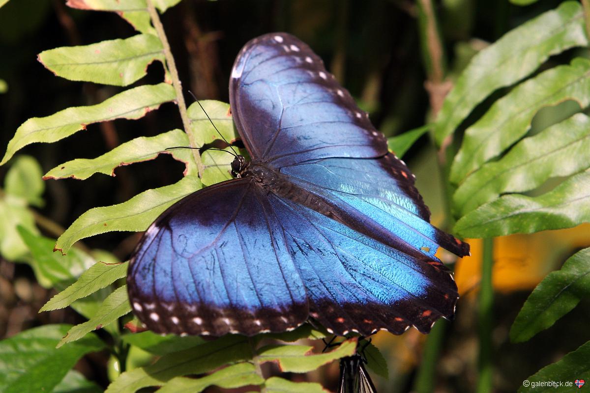 Butterfly Rainforest