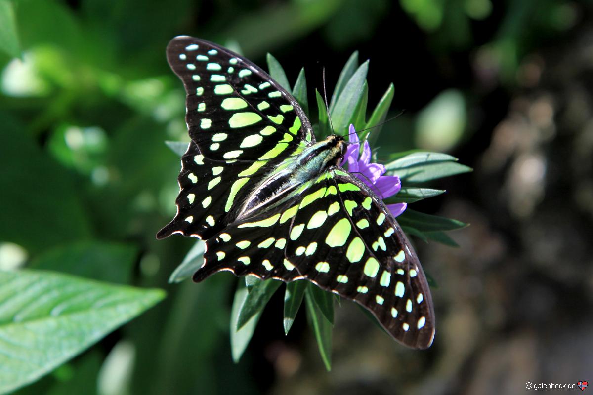 Butterfly Rainforest