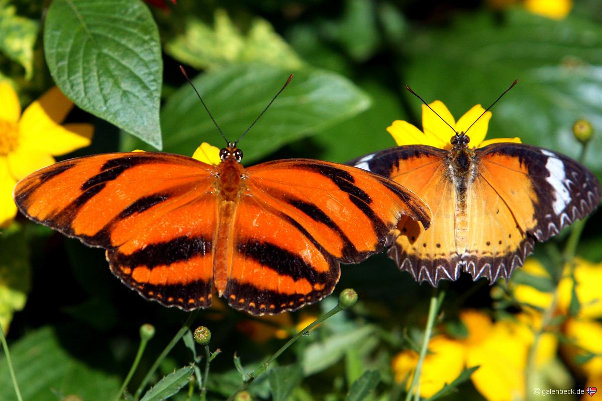 Butterfly Rainforest