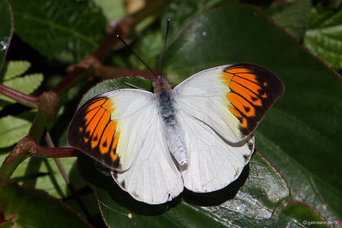 Butterfly Rainforest