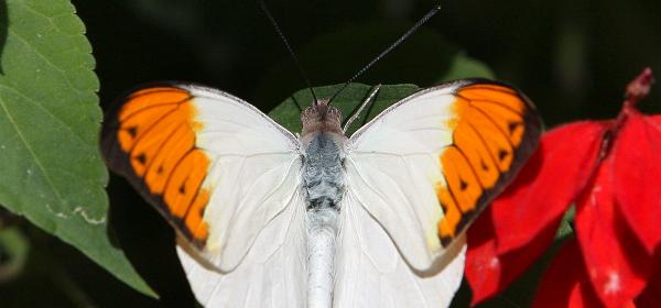 77