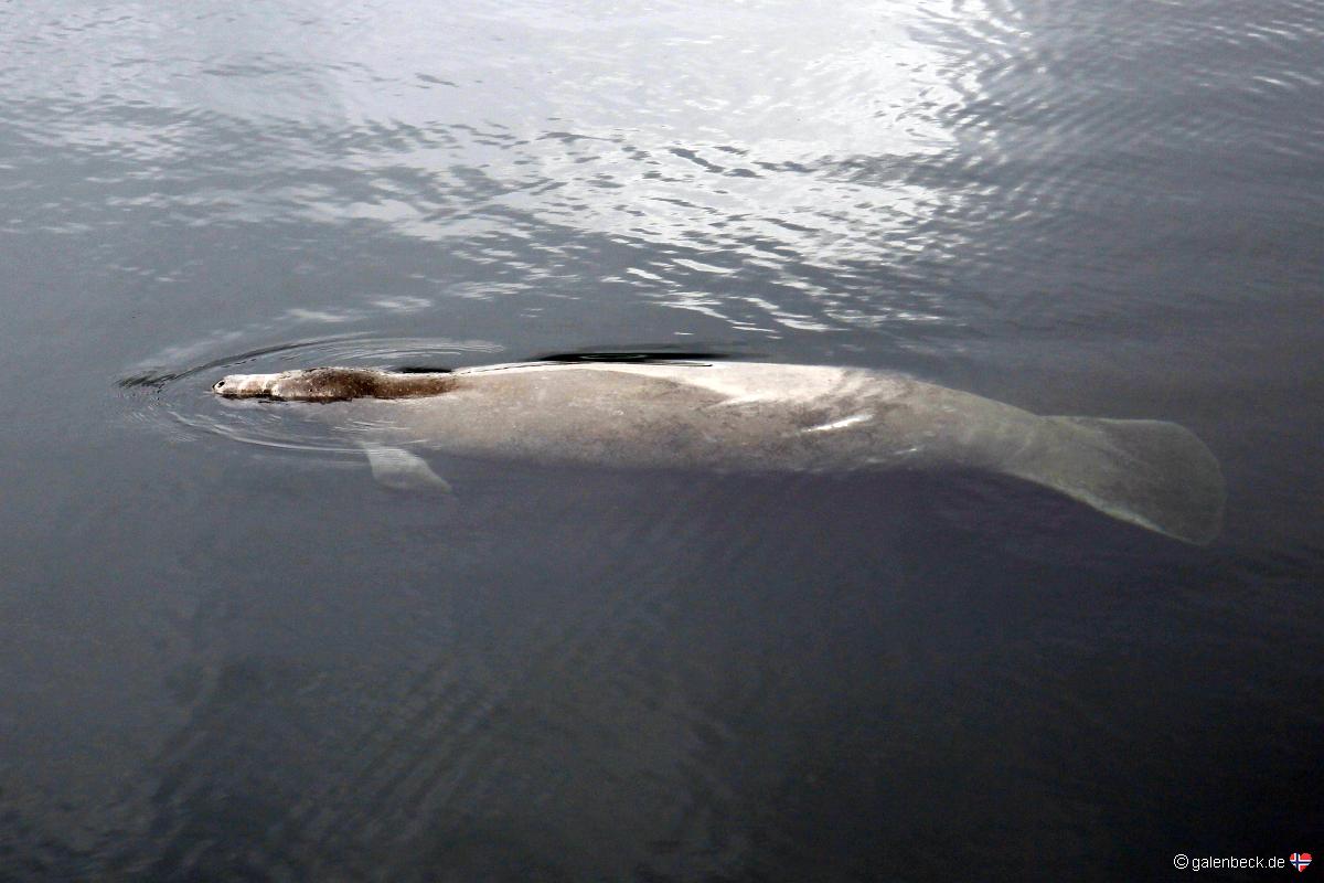 Homosassa Springs Wildlife State Park