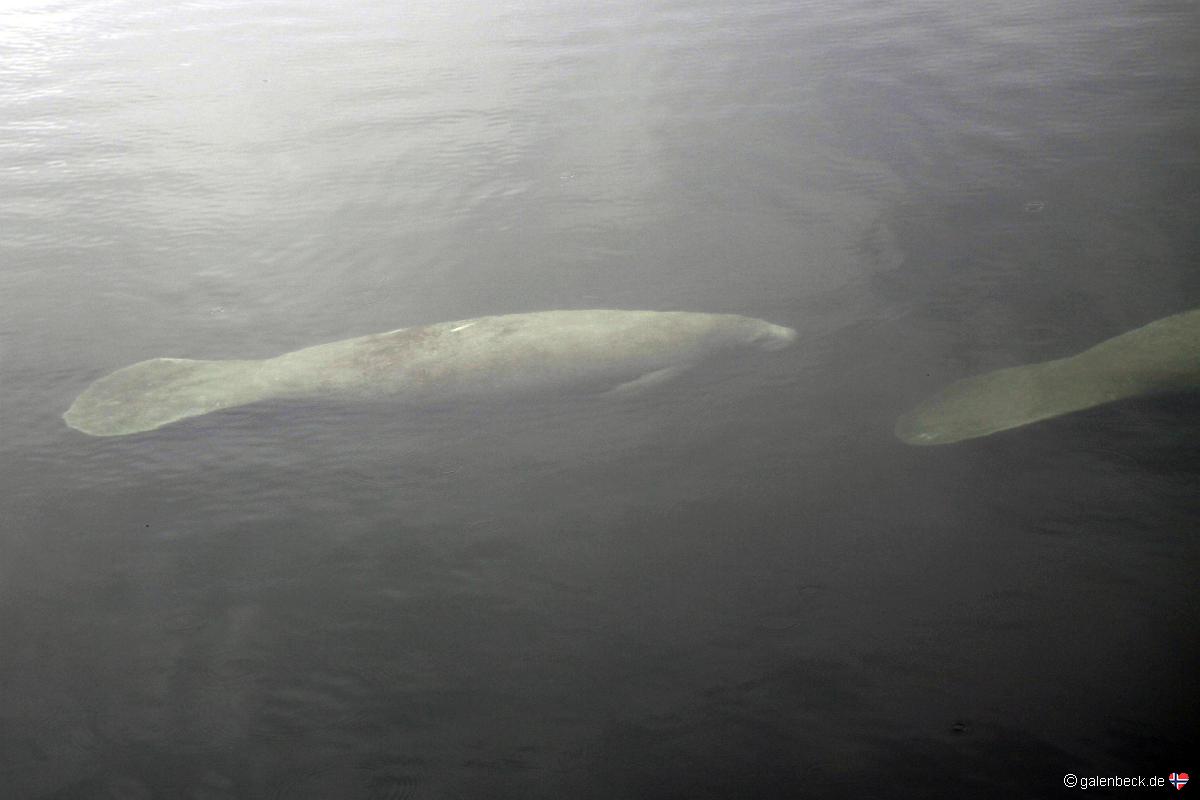 Homosassa Springs Wildlife State Park