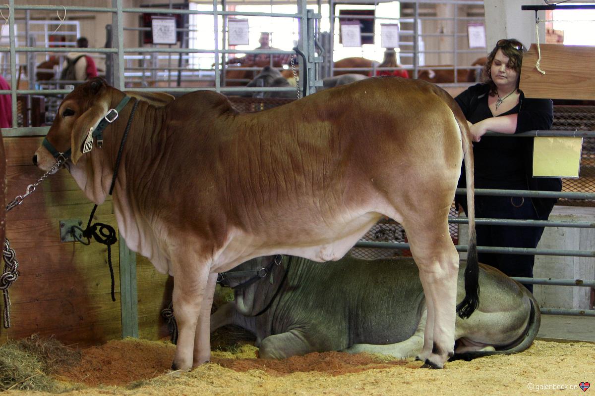 Florida State Fair