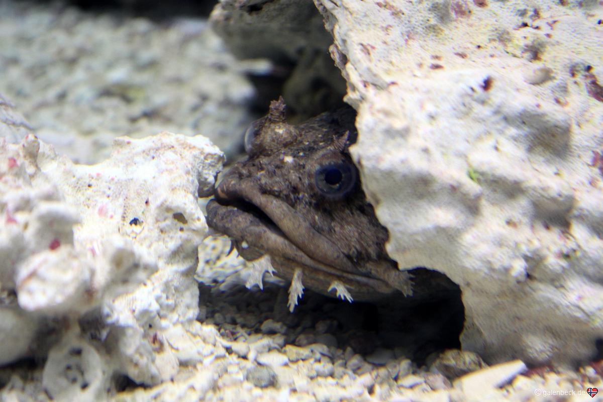 Florida Aquarium Tampa