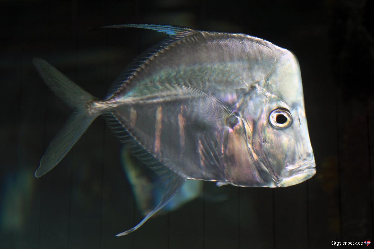 Florida Aquarium Tampa