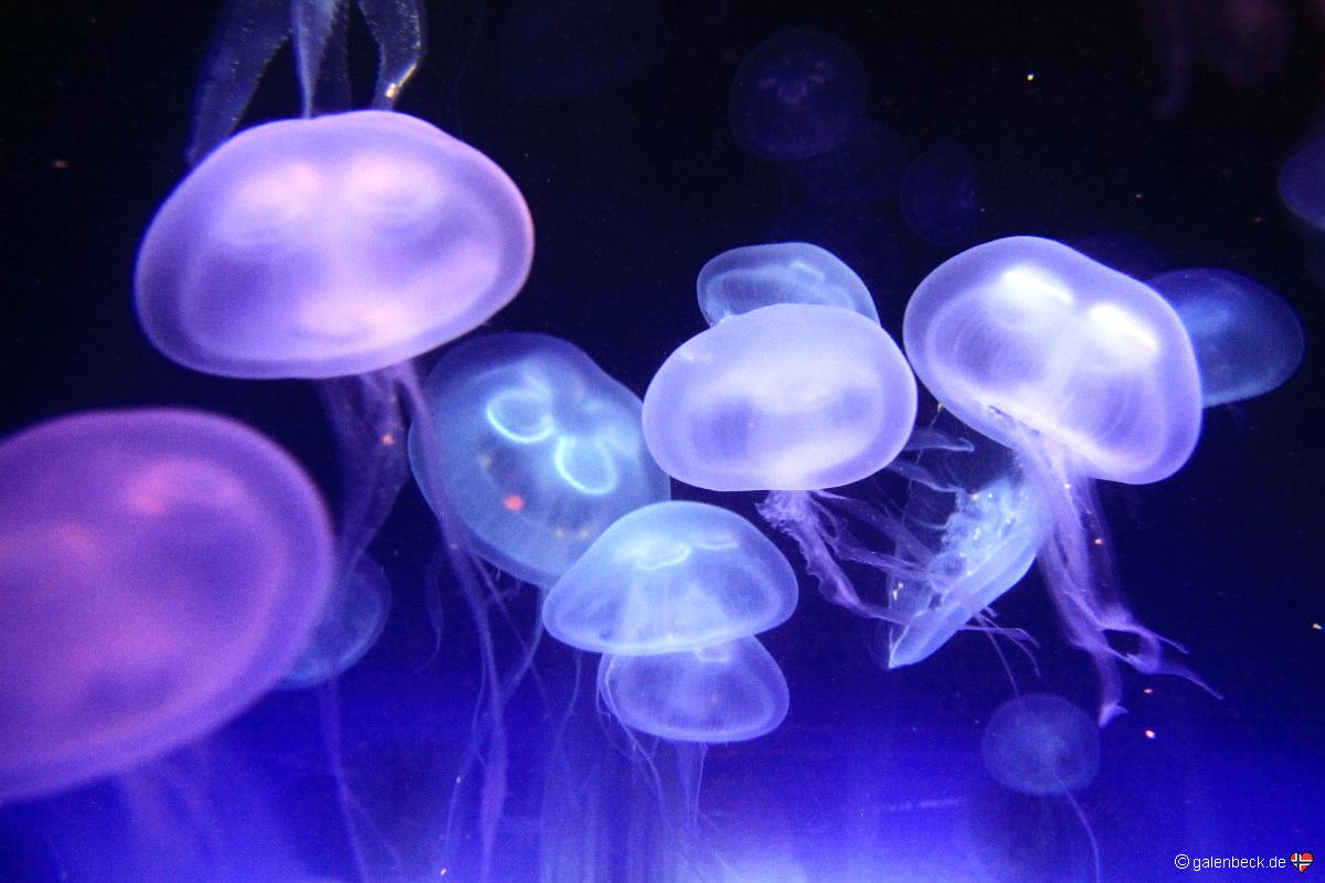 Florida Aquarium Tampa
