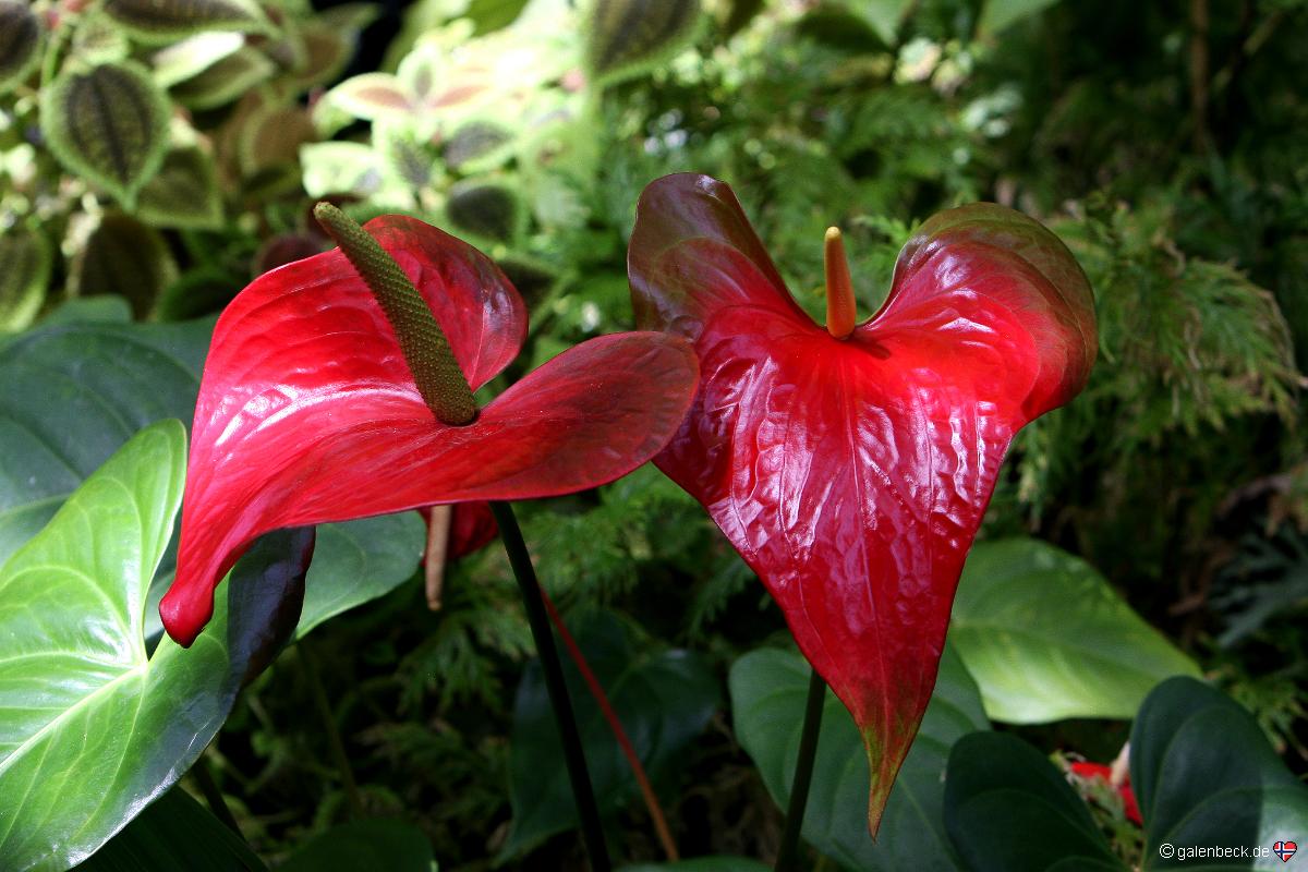Marie Selby Botanical Gardens