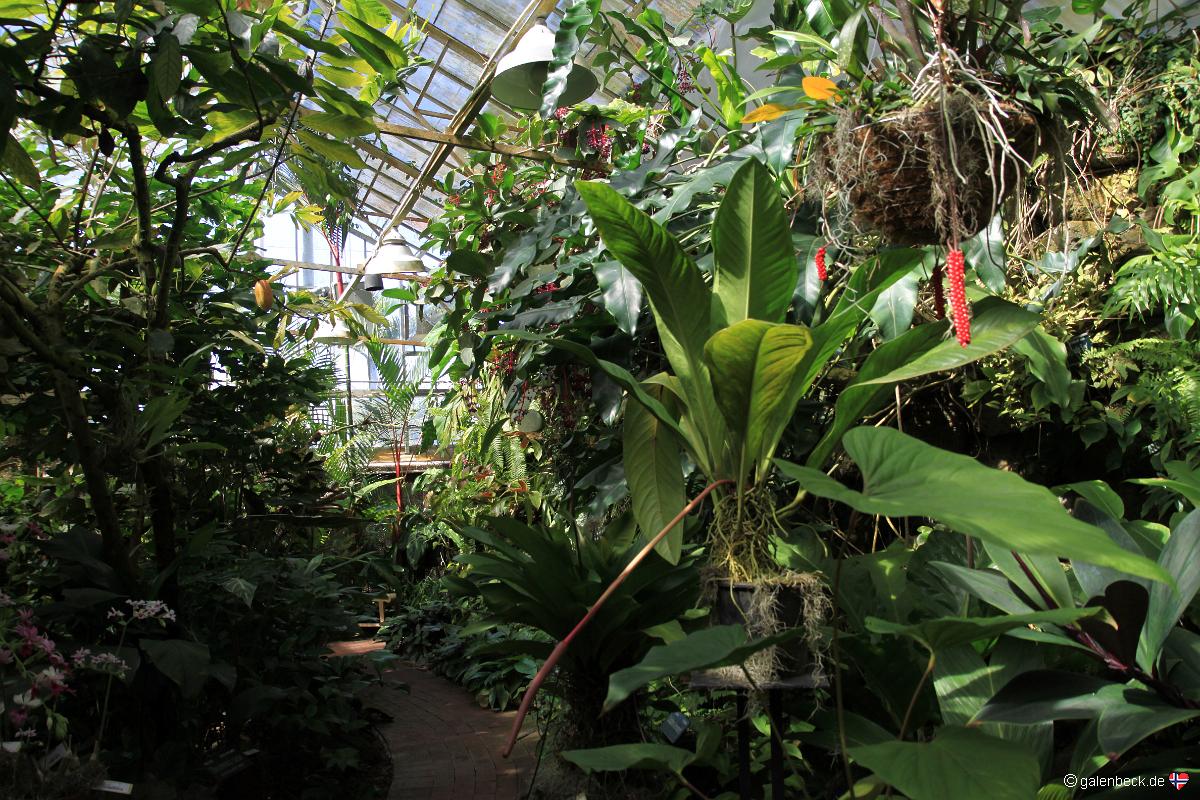 Marie Selby Botanical Gardens