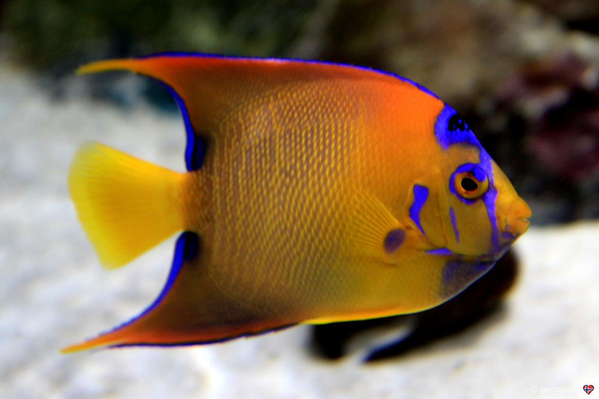 Mote Marine Aquarium