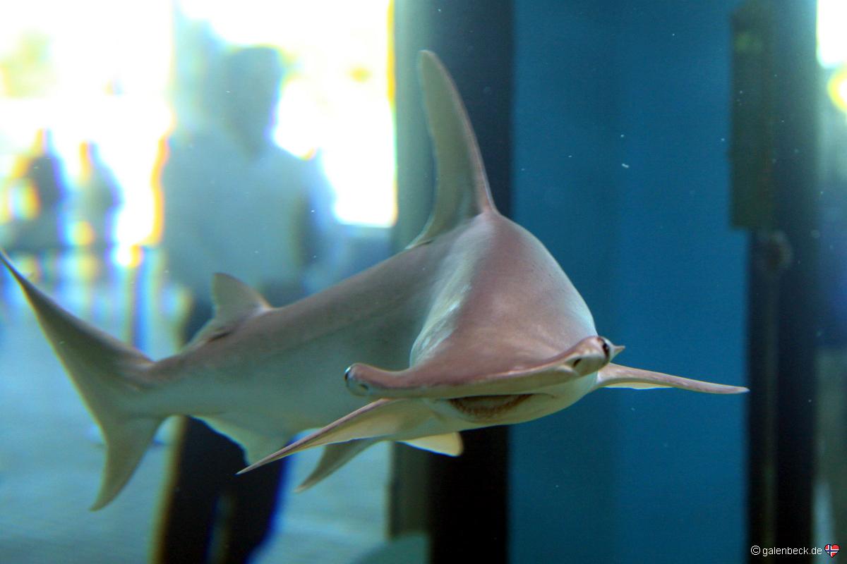 Mote Marine Aquarium