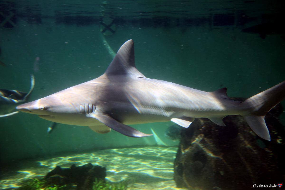 Mote Marine Aquarium