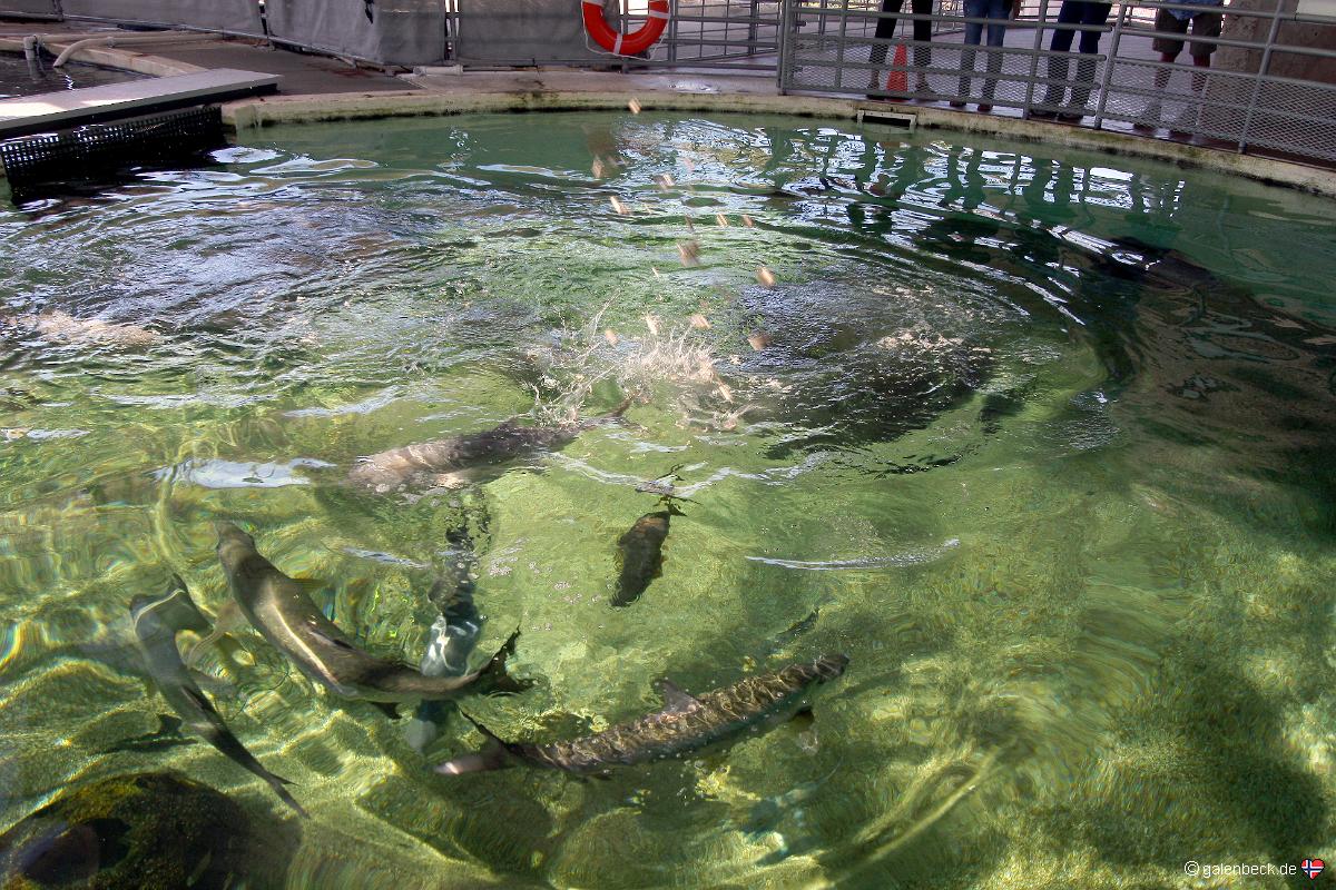 Mote Marine Aquarium
