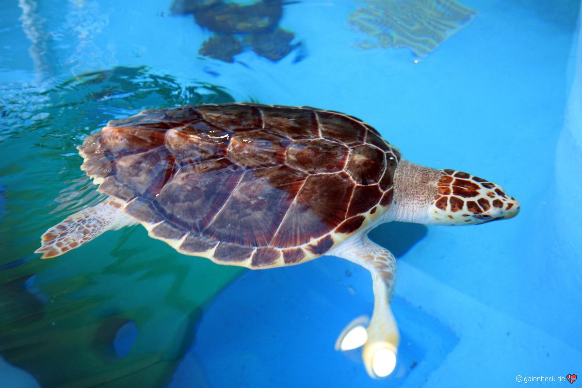 Mote Marine Aquarium