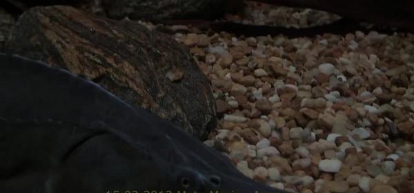 mote marine aquarium