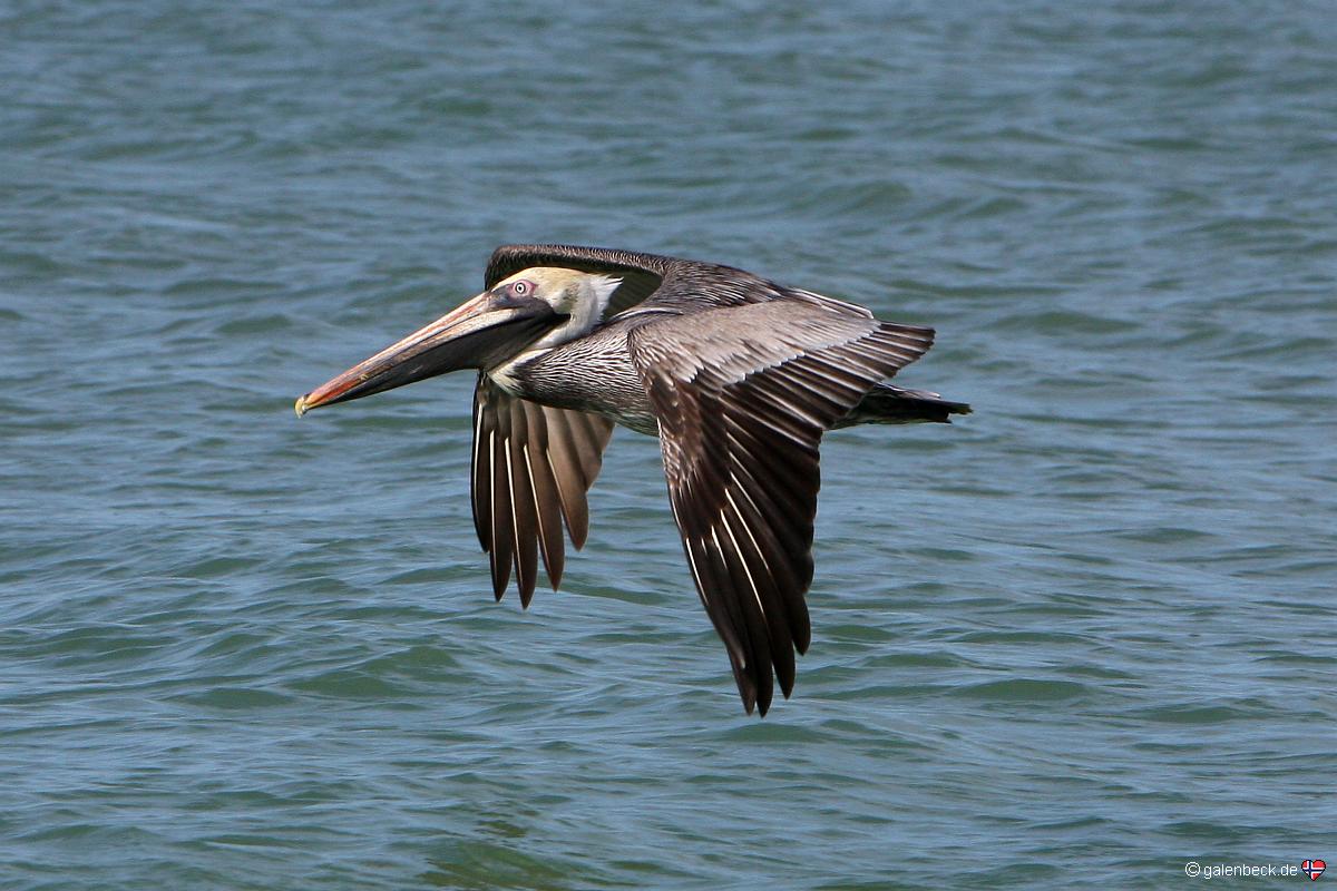 Barefoot Beach Preserve